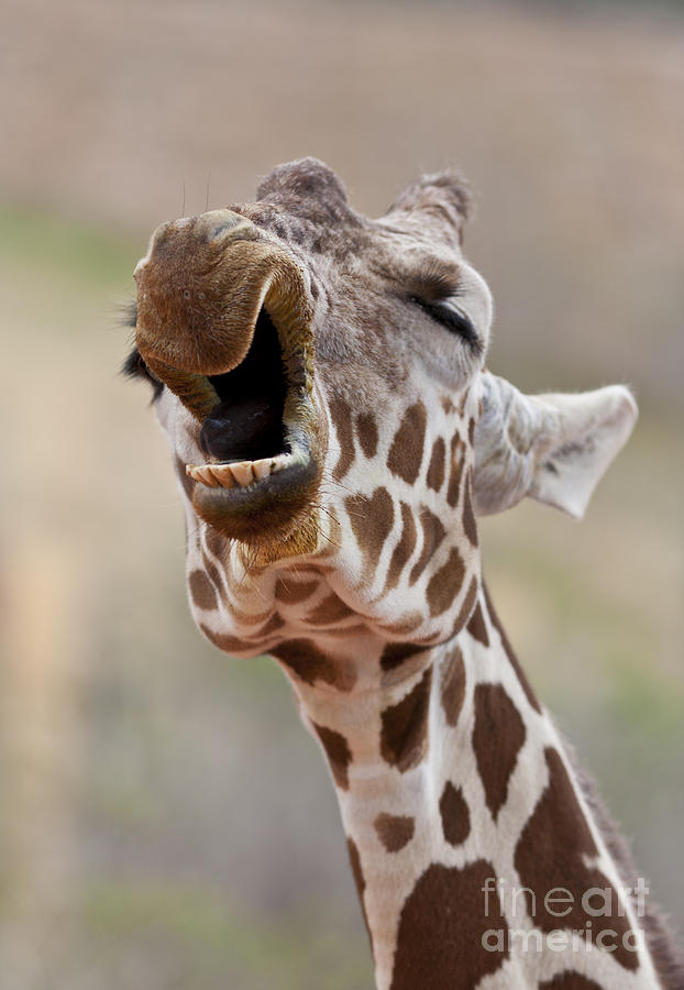 Giraffe Yawning Photograph by Brandon Alms