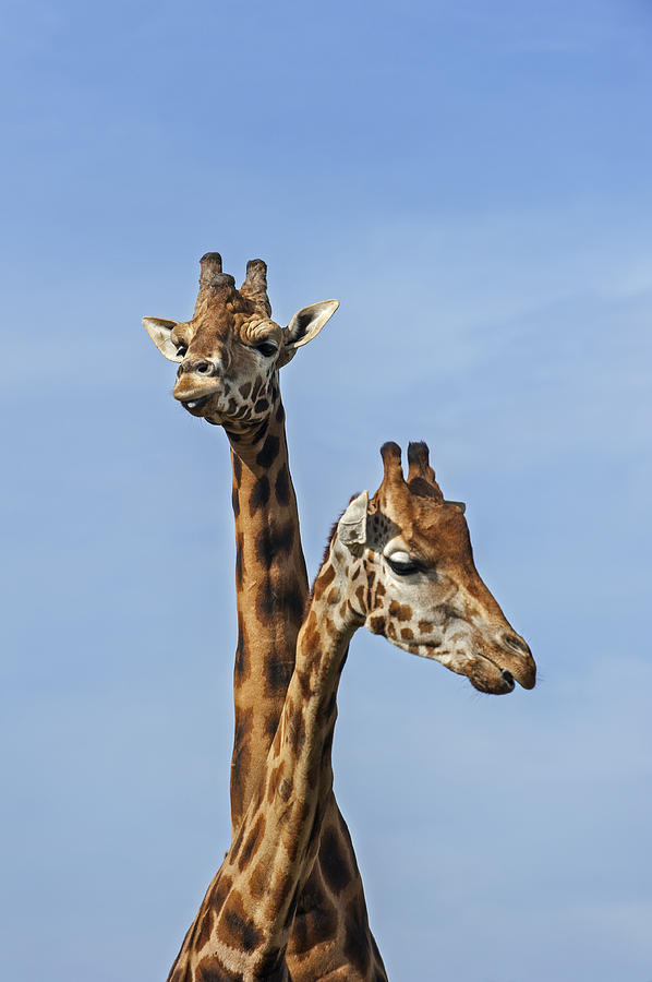 Giraffes 1 Photograph by Arterra Picture Library