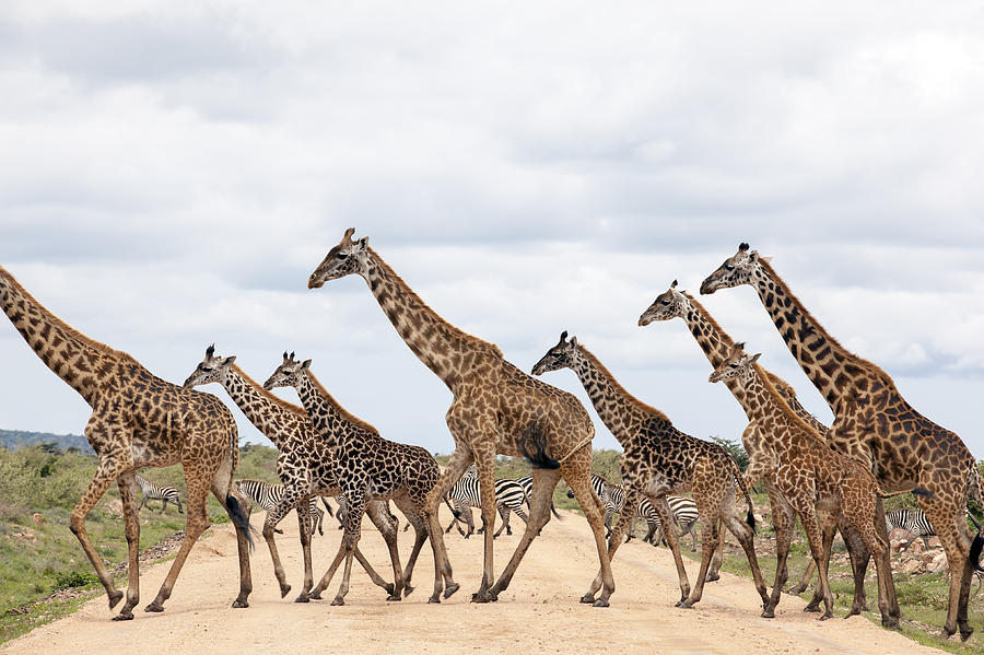 giraffe herd running