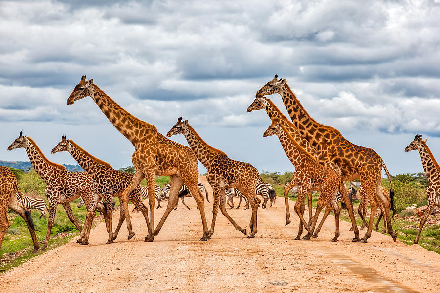 Giraffes Army Running at wild with Zebras under the clouds Photograph by 1001slide