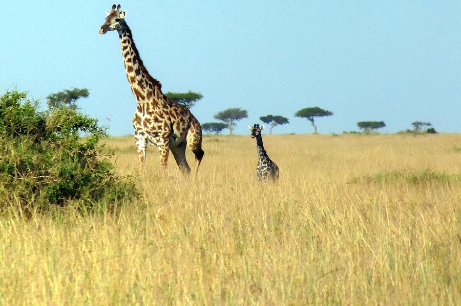 Giraffes at Masai Mara Game Reserve in Kenya Photograph by Paul James Bannerman