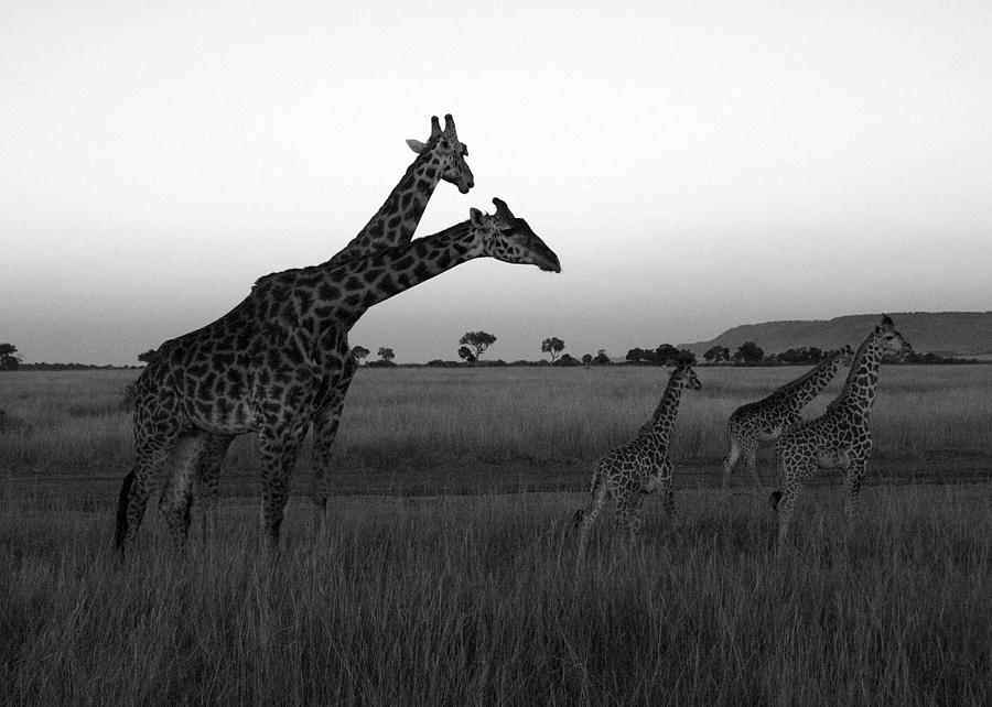 giraffe sunrise