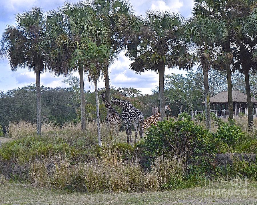 Giraffes Photograph by Carol  Bradley