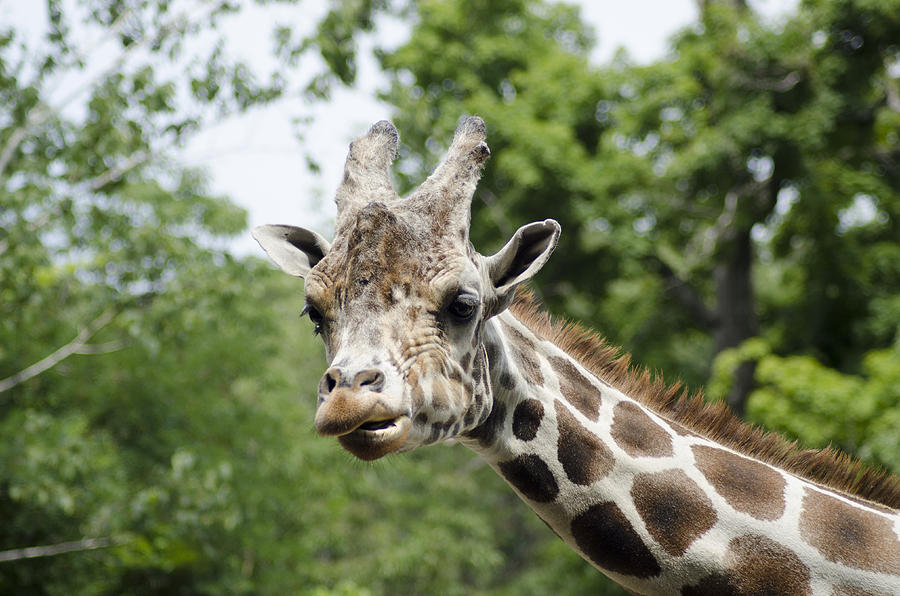 Giraffe's Close-up Photograph by Jennifer Coleman - Fine Art America