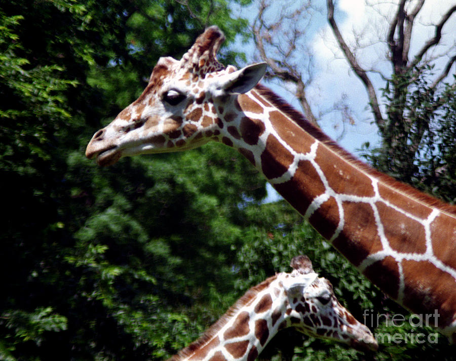 Giraffes Coming and Going Photograph by Tom Brickhouse