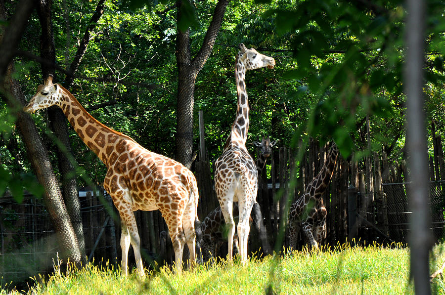Giraffes  Photograph by Diane Lent