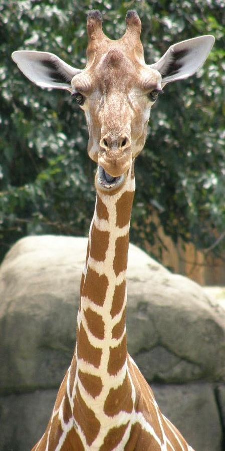Giraffes Dont Chew Gum Photograph by Caryl J Bohn