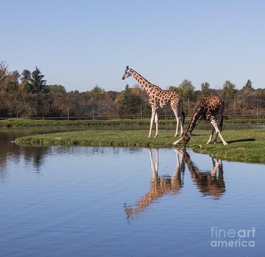 Giraffes Drinking Water Photograph by Barbara McMahon