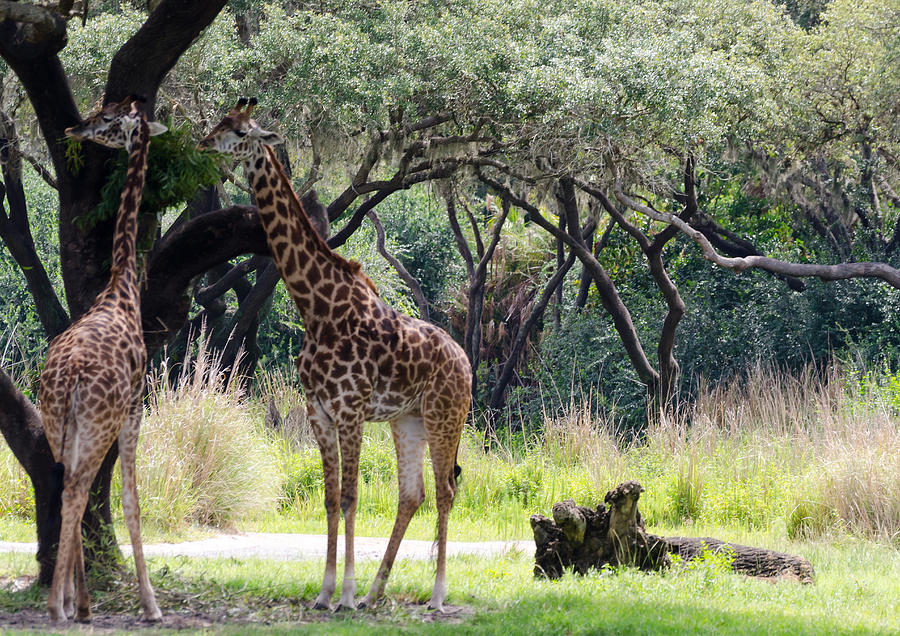 Giraffes Feeding Photograph by Maureen E Ritter