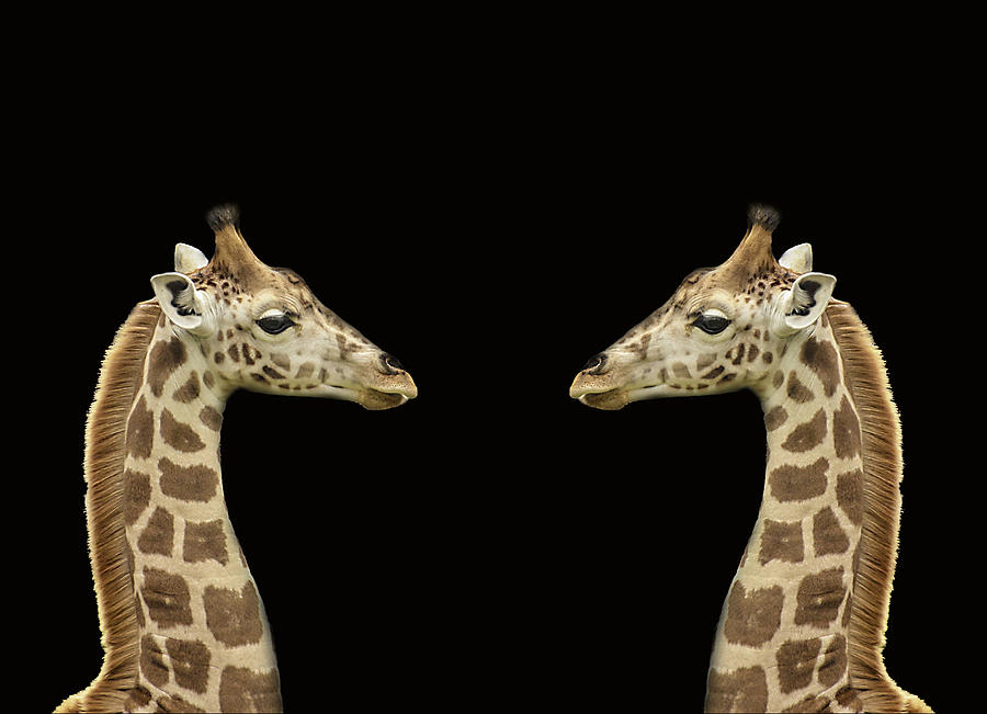 Ostrich Photograph - Giraffes by Georgina Gomez