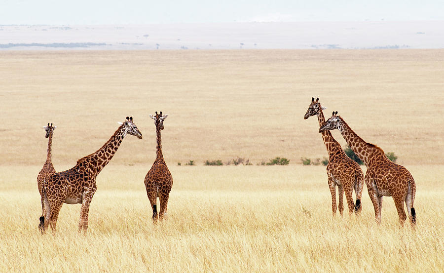 Giraffes Giraffa Camelopardalis In Photograph by Ignacio Palacios