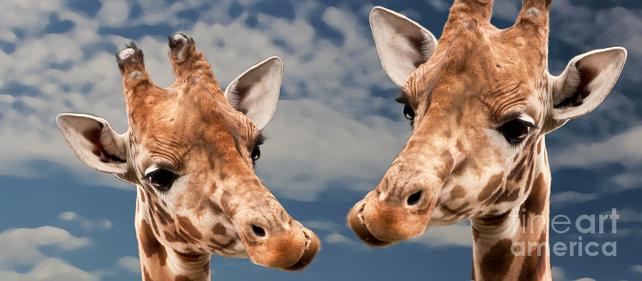 Giraffes in love Photograph by Christine Sponchia