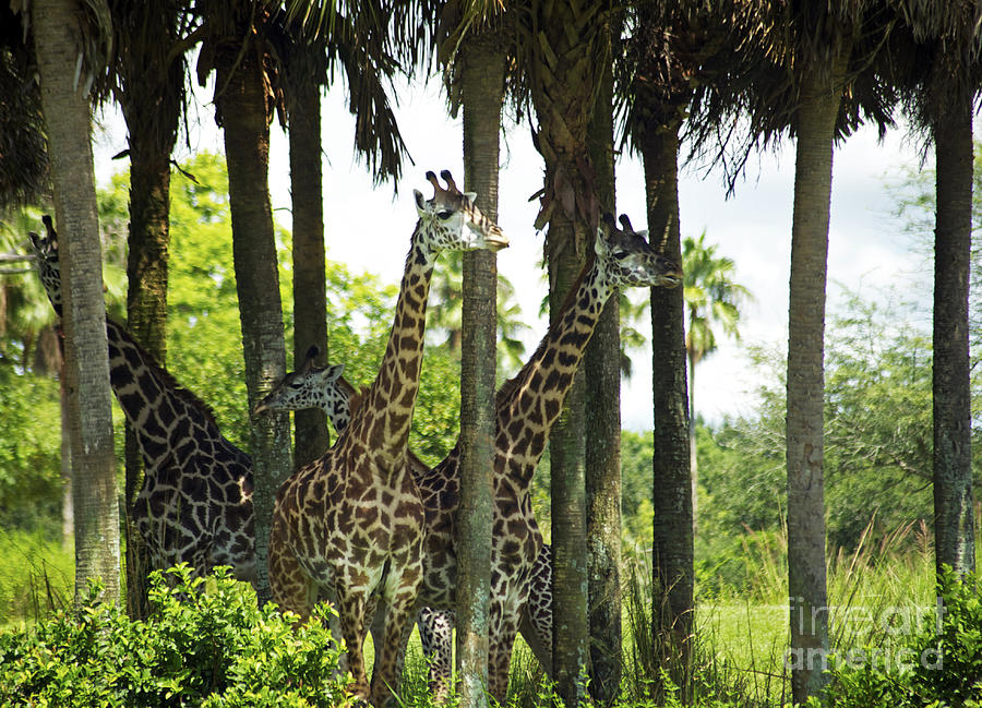 Giraffes In Shade Photograph