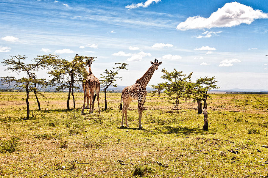 Giraffes in the African Savanna Photograph by Perla Copernik