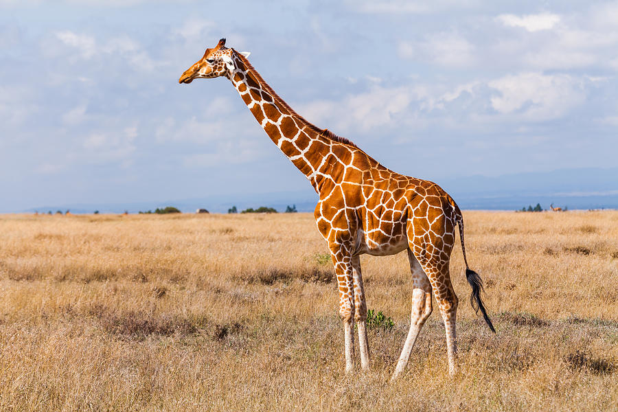 Giraffes in the savannah, Kenya Photograph by Anton Petrus