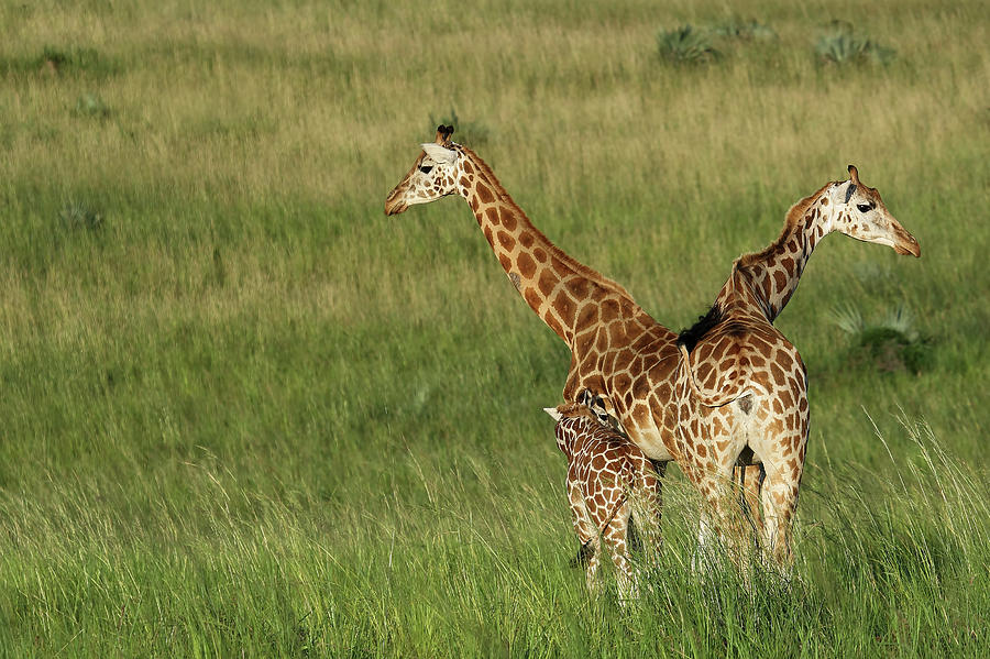 Giraffes In V Photograph by Nicolás Merino (c)