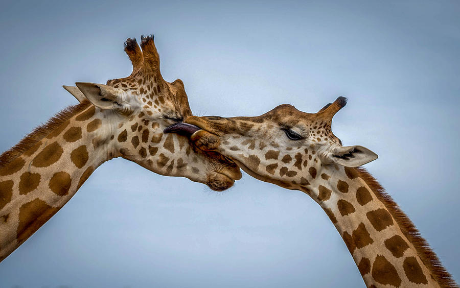 Giraffes Photograph by Jose Rojas - Fine Art America