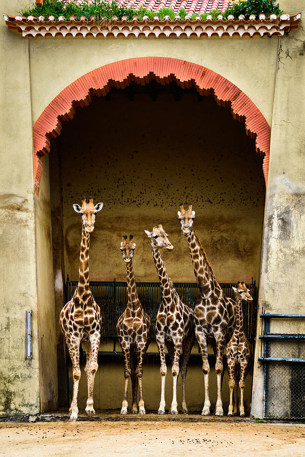 Animal Photograph - Giraffes Lineup by Marco Oliveira