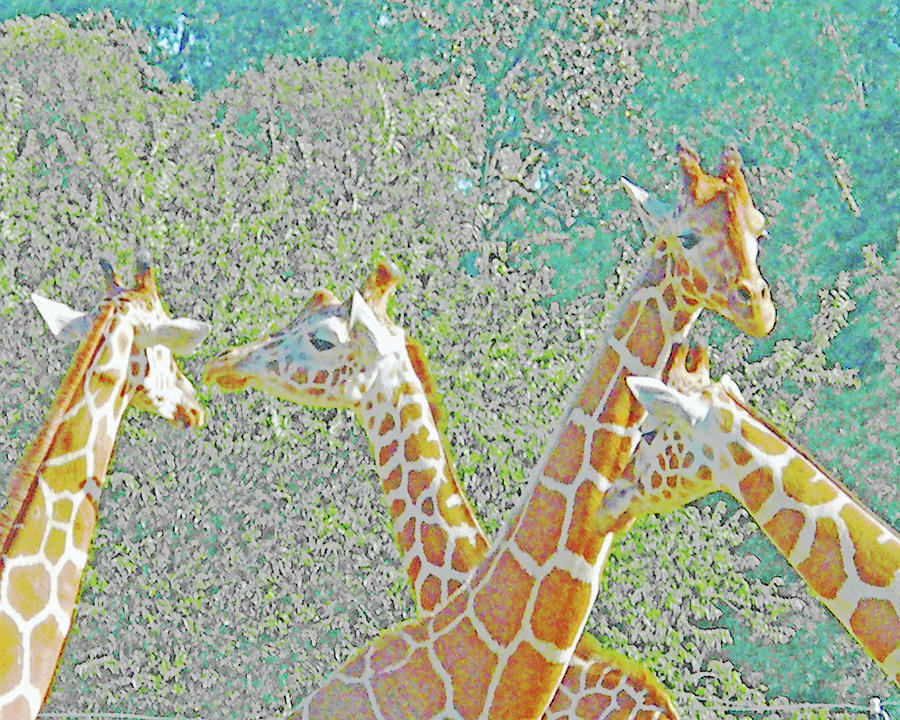 Giraffes Digital Art by Lizi Beard-Ward