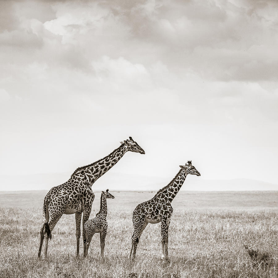 Giraffe Photograph - Giraffes Masai Mara Kenya by Regina Mueller