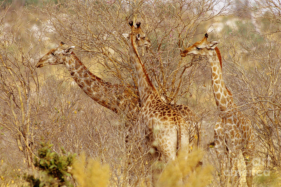 Giraffes, Okavango River Delta Photograph by Art Wolfe