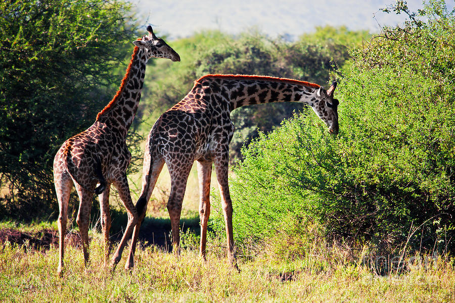 Giraffes on savanna eating. Safari in Serengeti Photograph by Michal Bednarek
