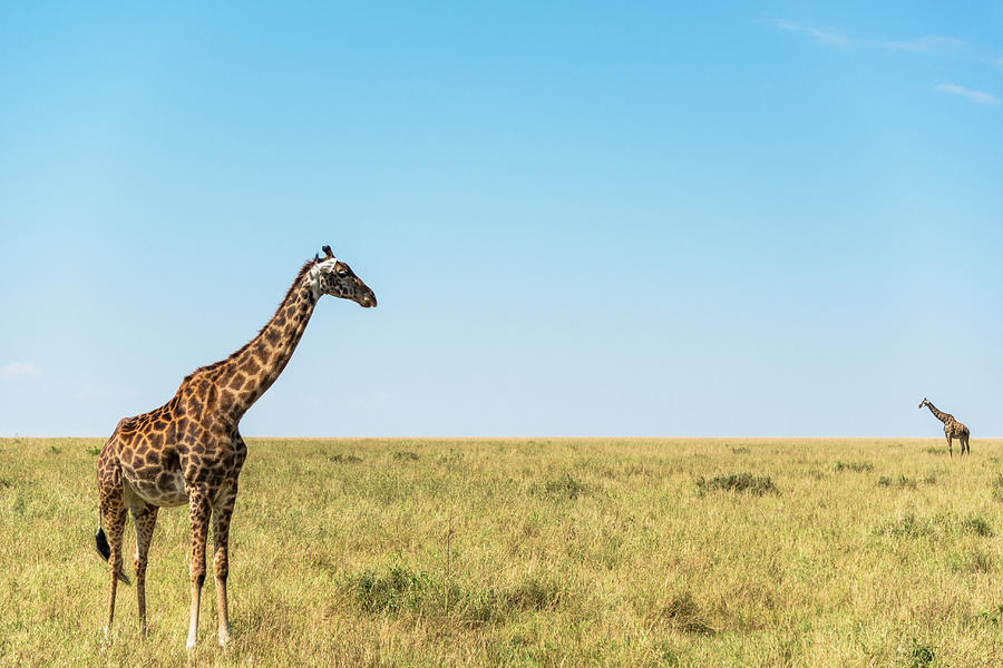 Giraffes On Savannah Grassland Photograph by Mike Hill