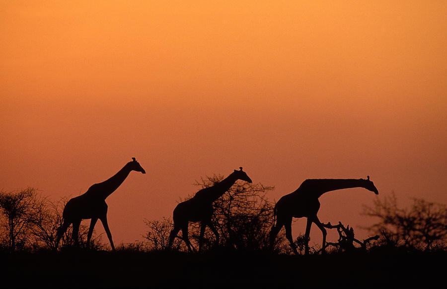 Giraffes Ot Sunset Photograph by Nigel Dennis