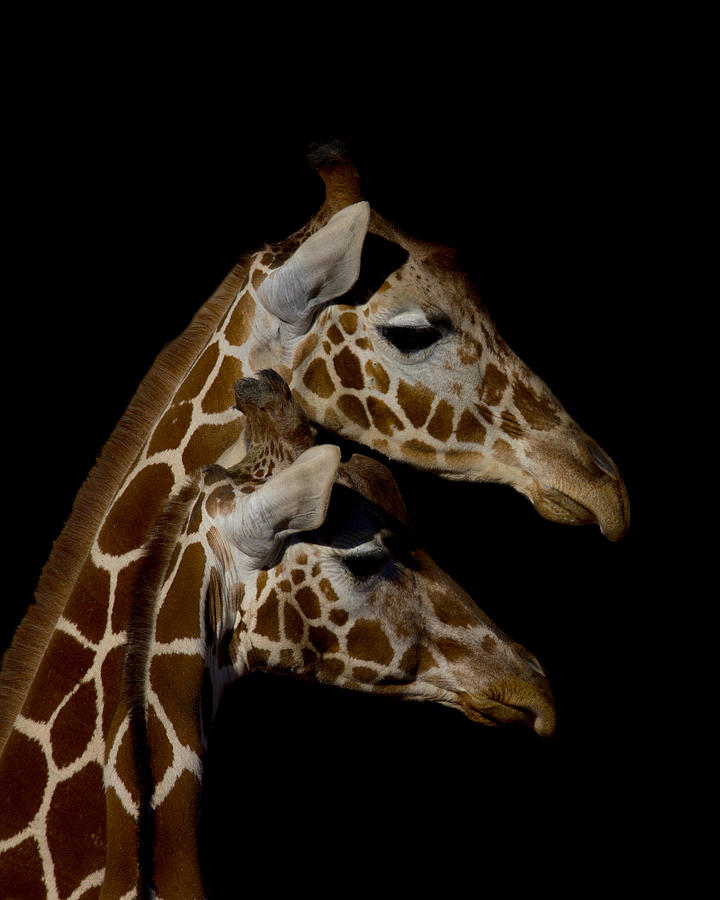 Giraffes Portrait Photograph by Ernest Echols