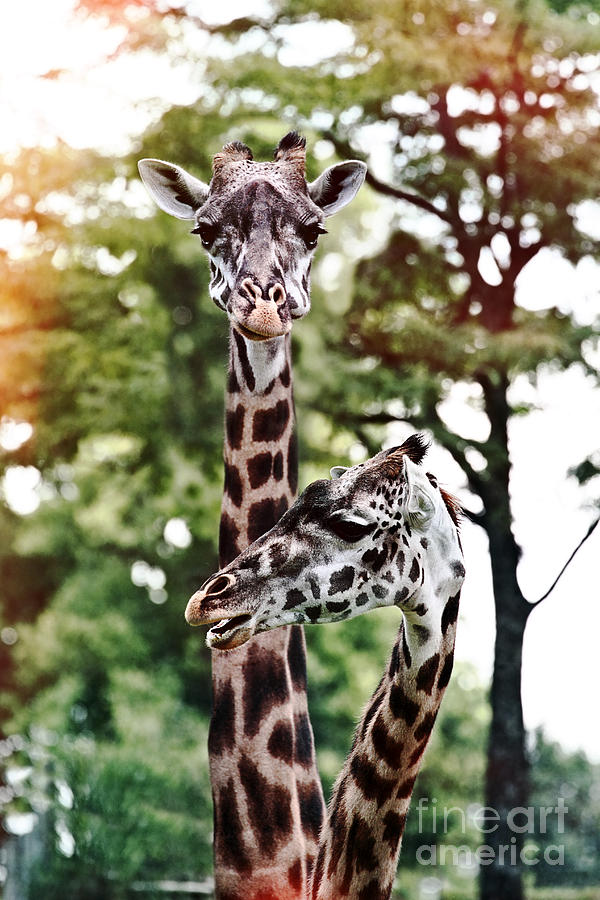 Giraffes Photograph by Stephanie Frey
