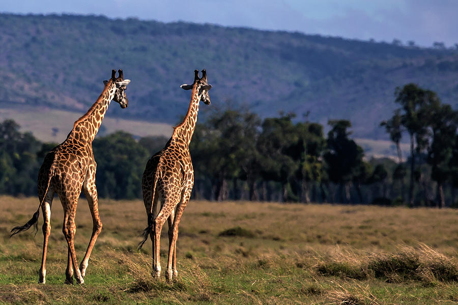 Giraffes Walking On The Savanna Photograph by Manoj Shah