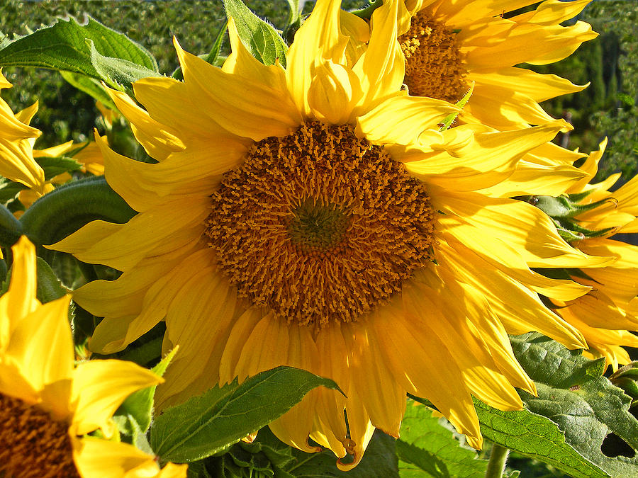 Sunflower Photograph - Girasol by Guillermo Rodriguez