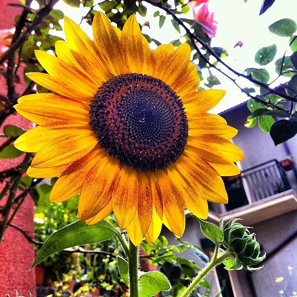 Sunflower Photograph - #girasole #sunflower #yellow #flower by Flavio De Petri
