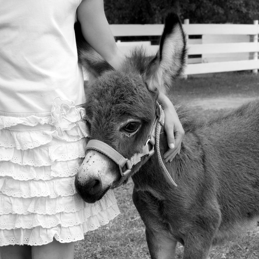 Girl and Baby Donkey Photograph by Brooke T Ryan