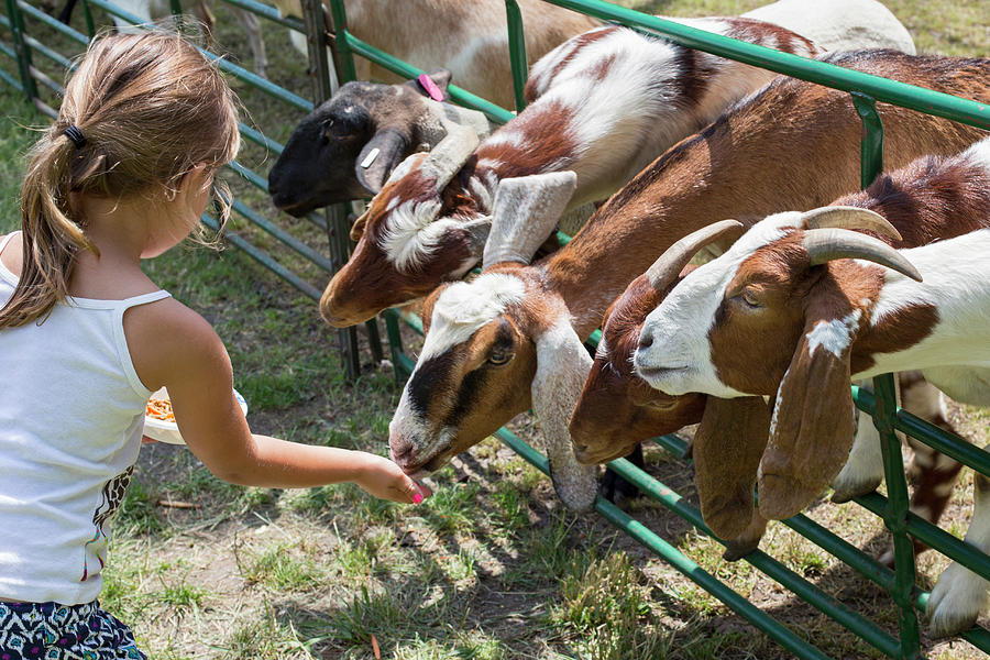 Summer Photograph - Girl Feeding Goats by Jim West