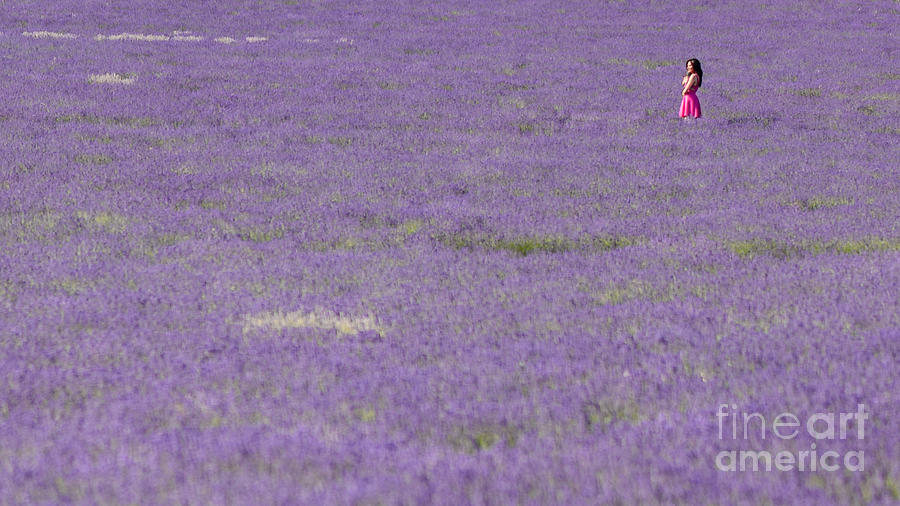 Girl in a Lavender Field Large Photograph by Matt Malloy
