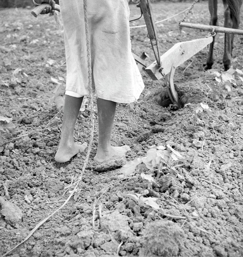 Girl Ploughing Photograph by Science Photo Library Girl Ploughing Photograph by Science Photo Library