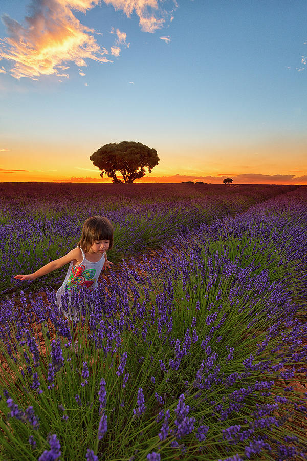 Nature Photograph - Girl Smelling The Flowers At A Lavender by David Santiago Garcia