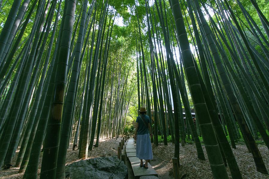 Girl Walking In The Tall Bamboo Forest Photograph by Hazelog