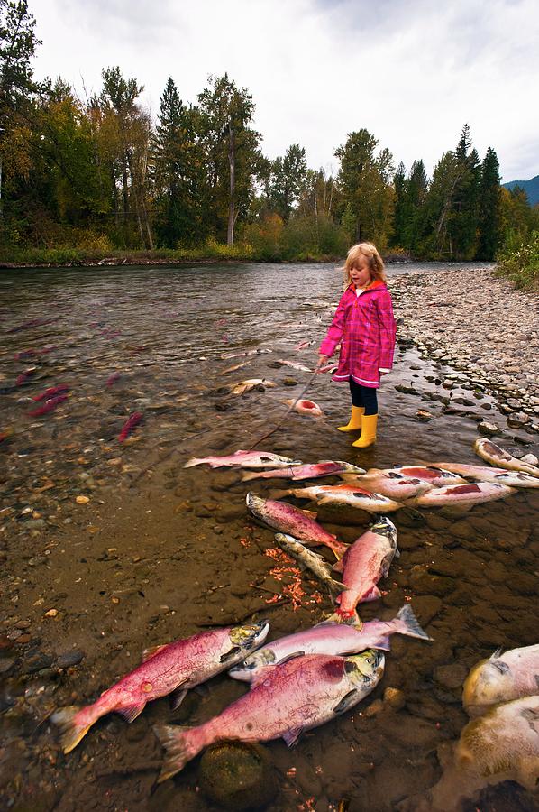 Girl Watching Salmon Spawn Photograph by David Nunuk/science Photo Library