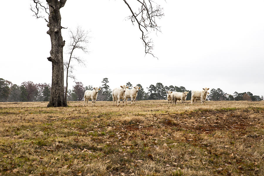 Cow Photograph - Git Along Little Dogies by Mez