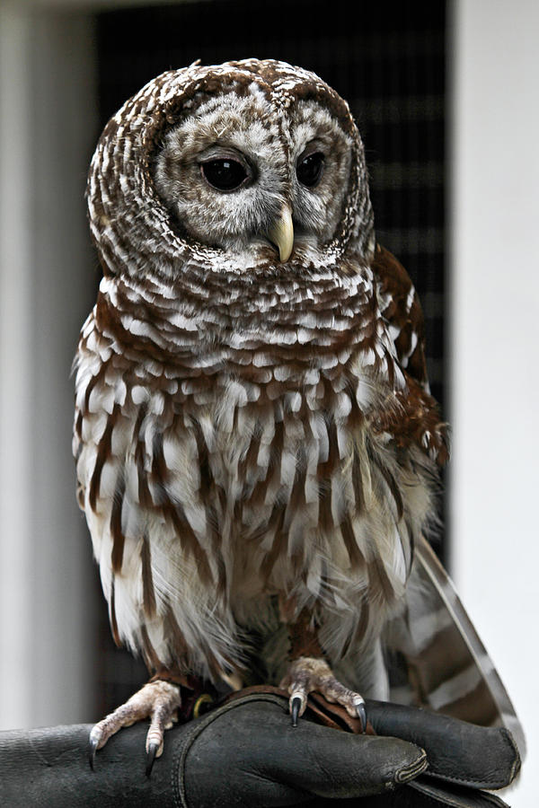 Owl Photograph - Give a Hoot by John Haldane