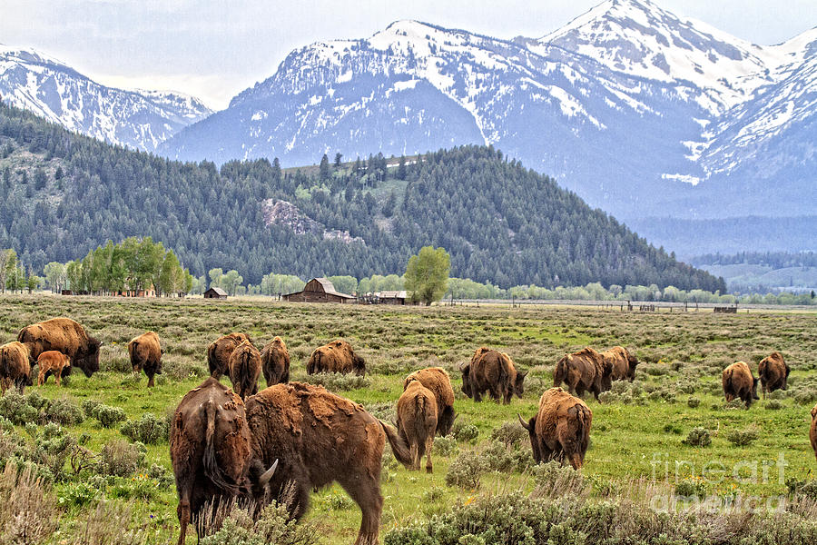 Give me a home where the buffalo roam. Photograph by Rodney Cammauf