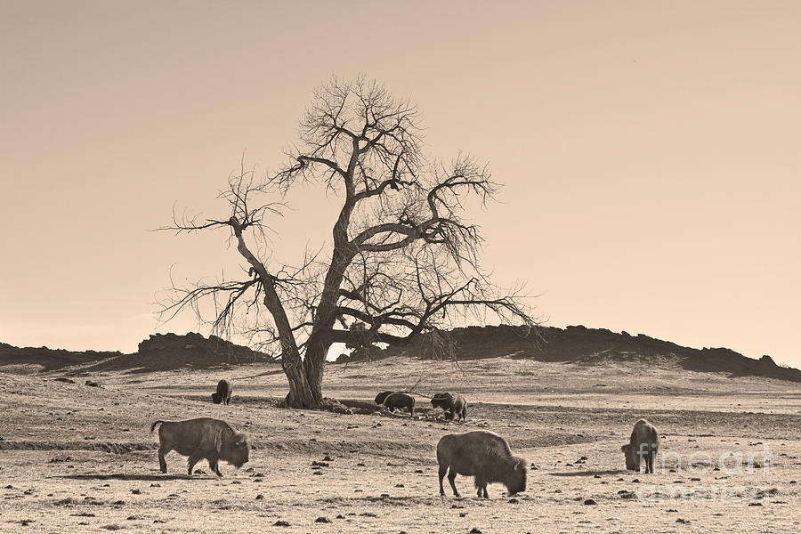Give Me A Home Where The Buffalo Roam Sepia Photograph by James BO Insogna