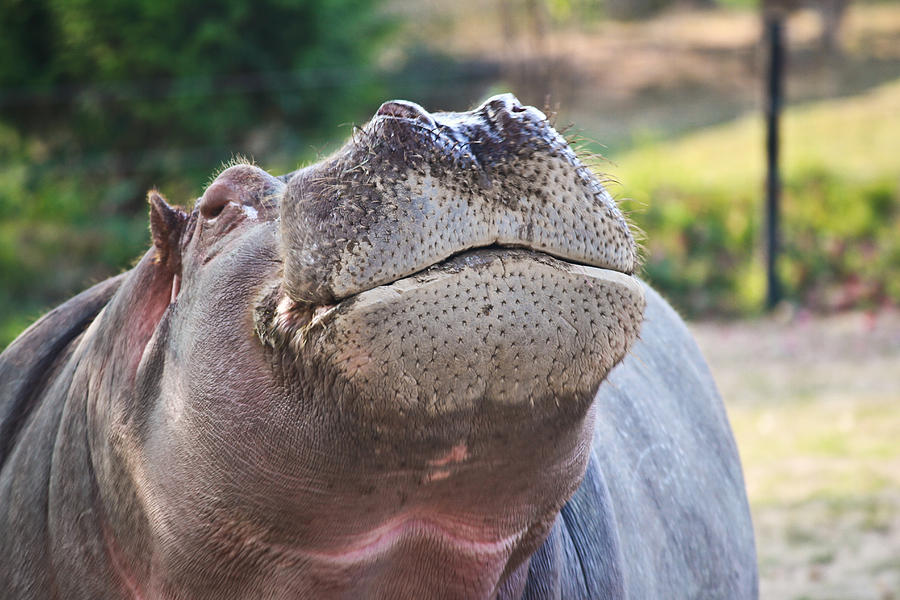 Give me a kiss hippo Photograph by Eti Reid