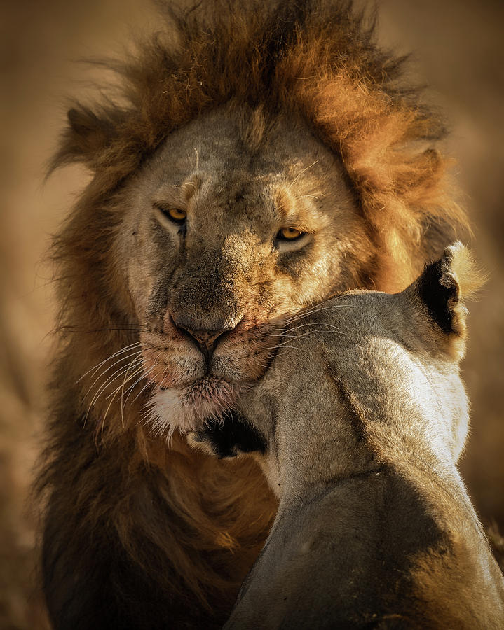 Wildlife Photograph - Give Me Some Love by Faisal Alnomas