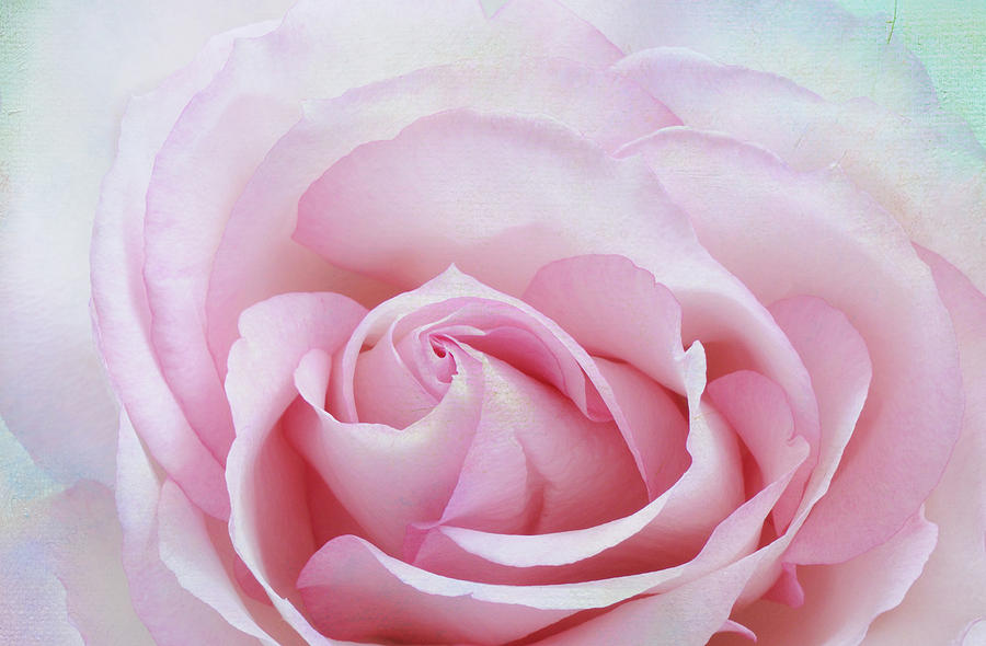 Giverny Rose Photograph by Carol Eade