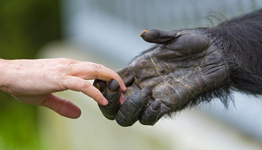 Giving a hand to the chimp Photograph by Picture by Tambako the Jaguar