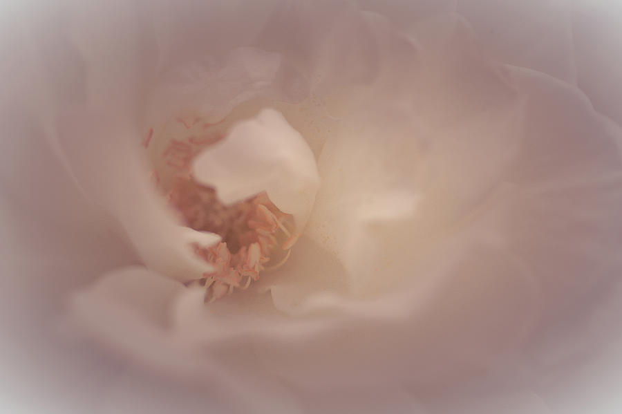 White Roses Photograph - Giving Angel by The Art Of Marilyn Ridoutt-Greene
