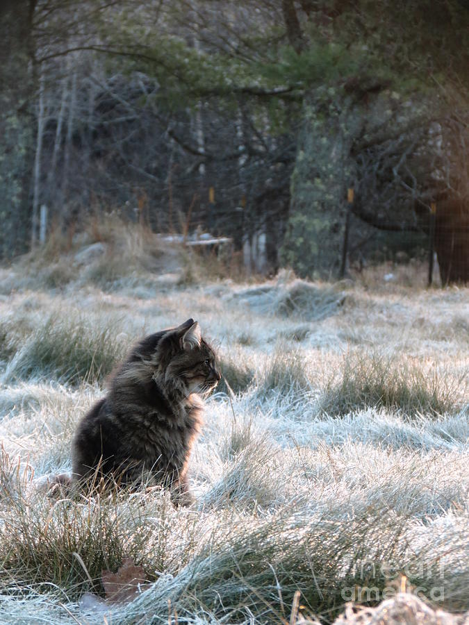 Nature Photograph - Gizmo Chillin on a Frosty Morning by Sarah Burrin